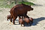 PICTURES/Borrego Springs Sculptures - Tortoise, Pigs & Tapir/t_P1000372.JPG
